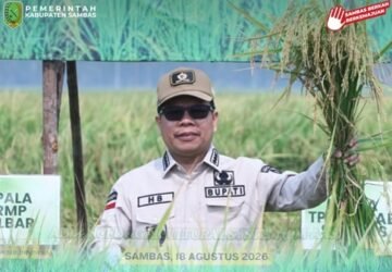 Panen Perdana PM-AAS, Bupati Sambas Satono: Pertanian Modern Mampu Lampaui Harapan