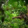 Karhutla di Kalimantan, 25 Juta Hektar Habitat Orangutan Kalimantan Terbakar