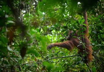 Karhutla di Kalimantan, 25 Juta Hektar Habitat Orangutan Kalimantan Terbakar