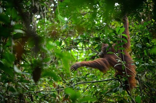 Karhutla di Kalimantan, 25 Juta Hektar Habitat Orangutan Kalimantan Terbakar